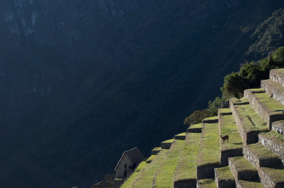 Llama grazing on the agricultural terraces of Machu Picchu in Peru