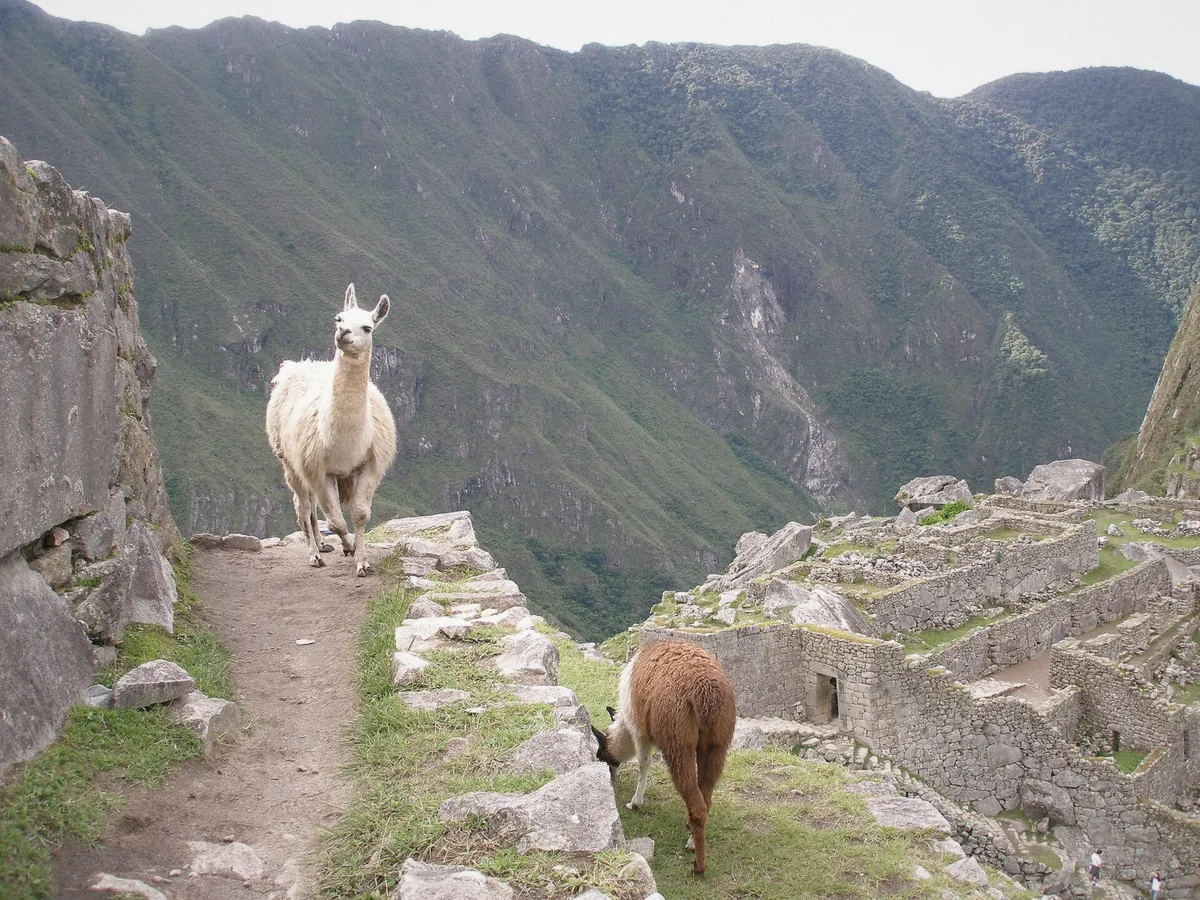 Two llamas standing on the upper terraces of Machu Picchu, Cusco Region, Peru